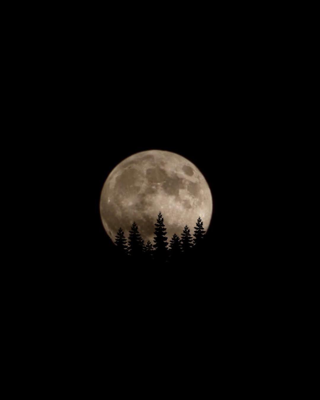 A large, bright full moon rises behind the silhouettes of pine trees against a dark night sky.