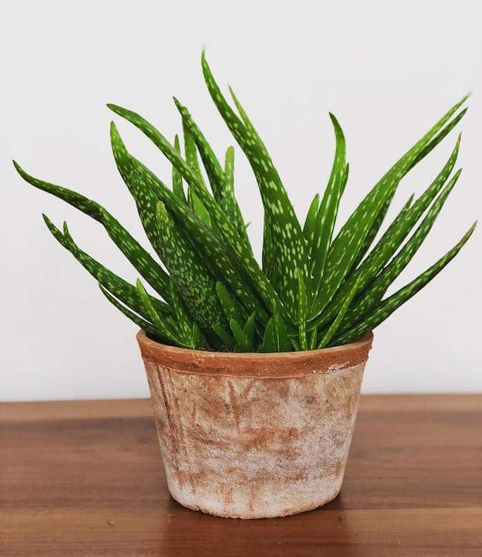 easyplantsaloevera