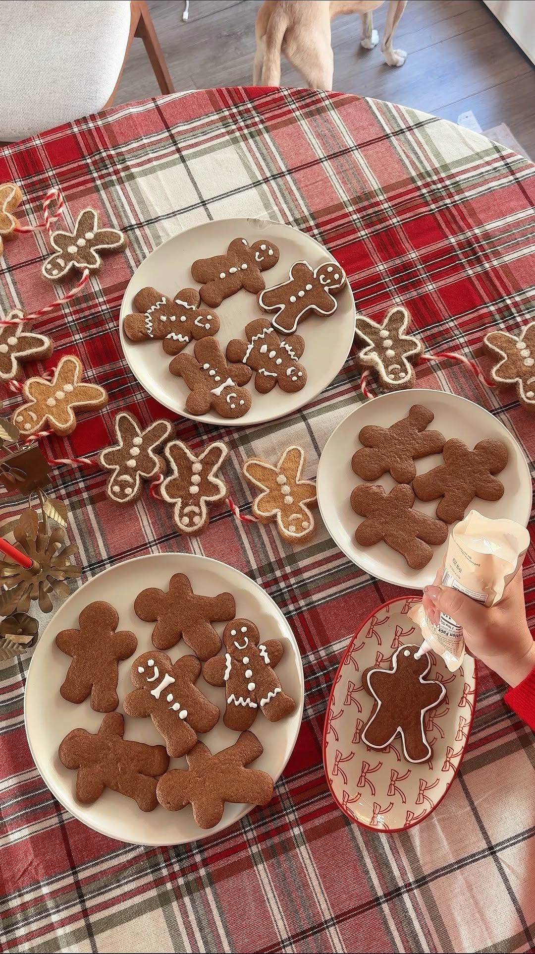 Plates of gingerbread cookies, some plain and some decorated with white icing, are arranged on a red plaid tablecloth. A hand is seen icing a cookie on a small plate. A dog stands in the background.