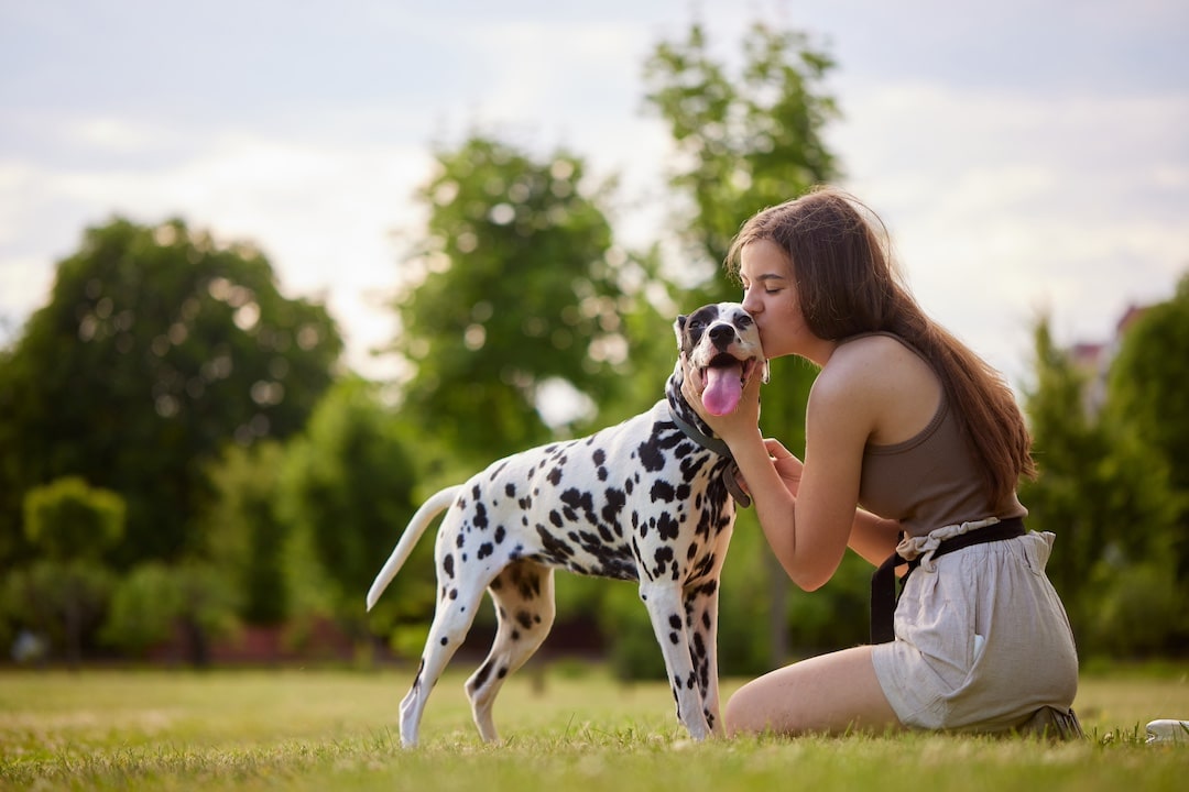 A young woman kneels in a grassy park, affectionately kissing her happy Dalmatian on the head. Dogs like hers often inspire funny dog stories, with this playful pup standing proudly as trees blur in the background.
