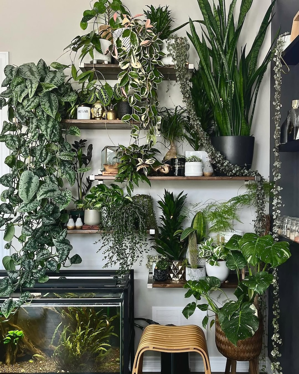 A cozy indoor corner with shelves and a stool, filled with various lush green houseplants, trailing vines, a woven basket plant, and a fish tank with aquatic plants at the bottom left.