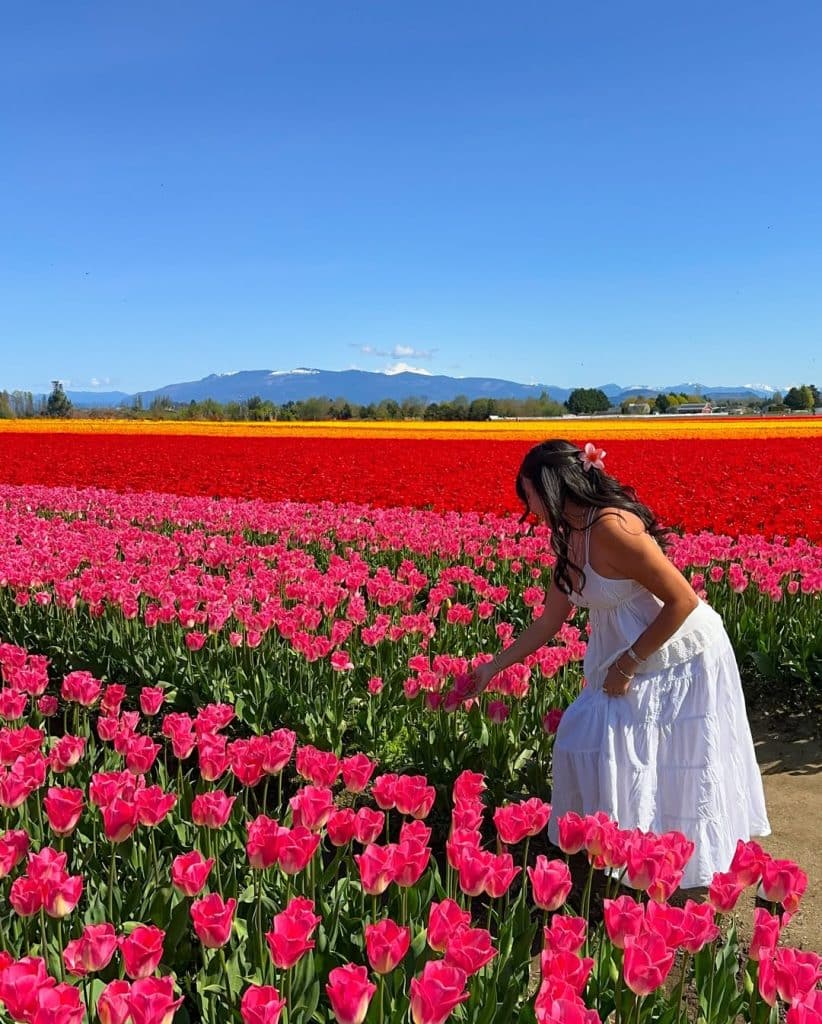 A woman in a white dress stands in a vibrant field of pink tulips, picking a flower. Rows of red and yellow tulips, a blue sky, and distant mountains are visible in the background.